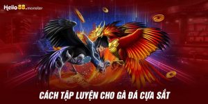 Cách tập luyện cho gà đá cựa sắt chuyên biệt