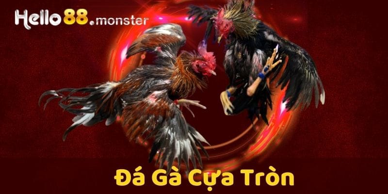 đá gà cựa tròn