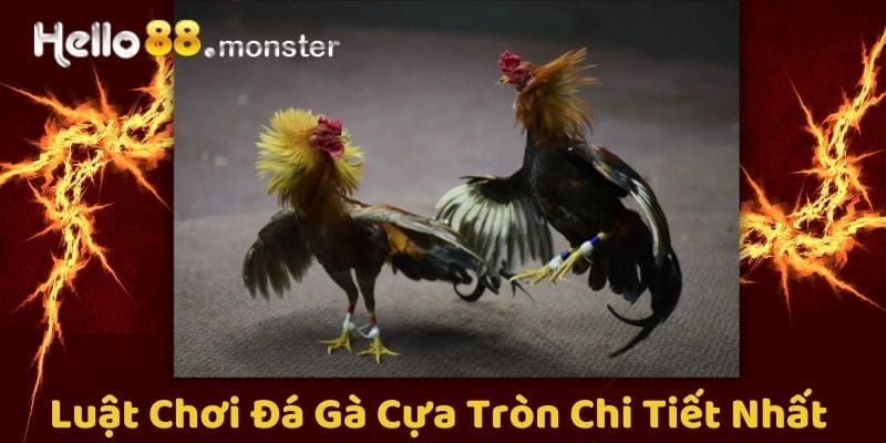 Luật chơi đá gà cựa tròn - Quy tắc cơ bản cho người mới bắt đầu