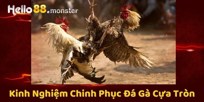 Kinh nghiệm để chiến thắng đá gà cựa tròn tại HELLO88 - Mẹo và chiến lược