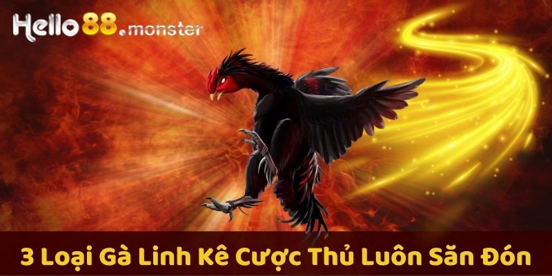 3 loại gà linh kê mà các kê sư luôn săn lùng