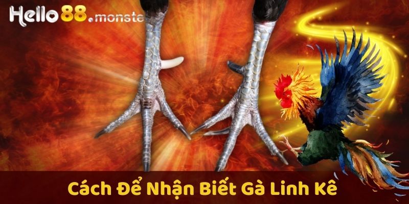 Những đặc điểm quan trọng của gà linh kê mà bạn cần biết