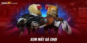 Xem mắt gà chọi